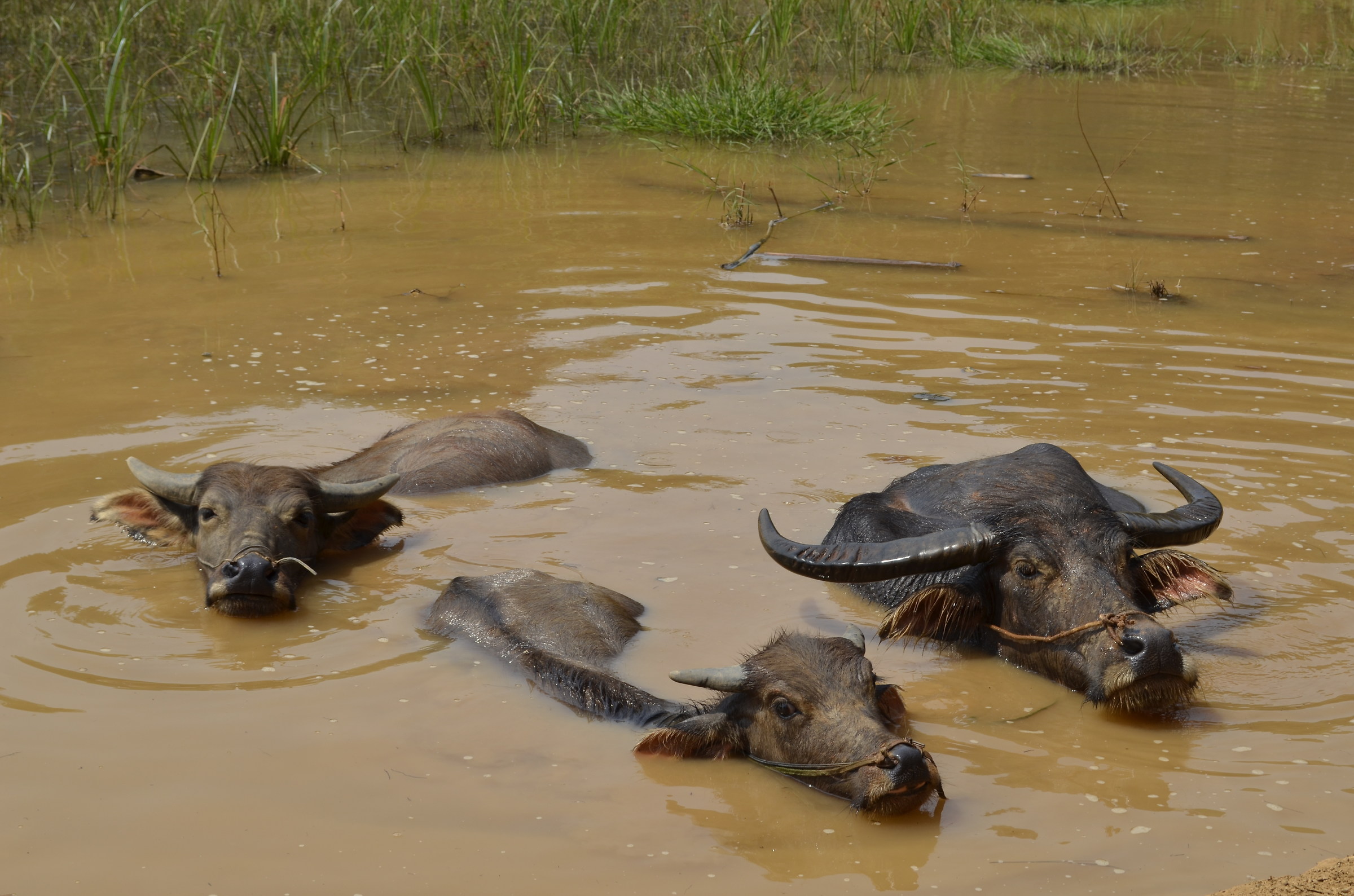water buffalo