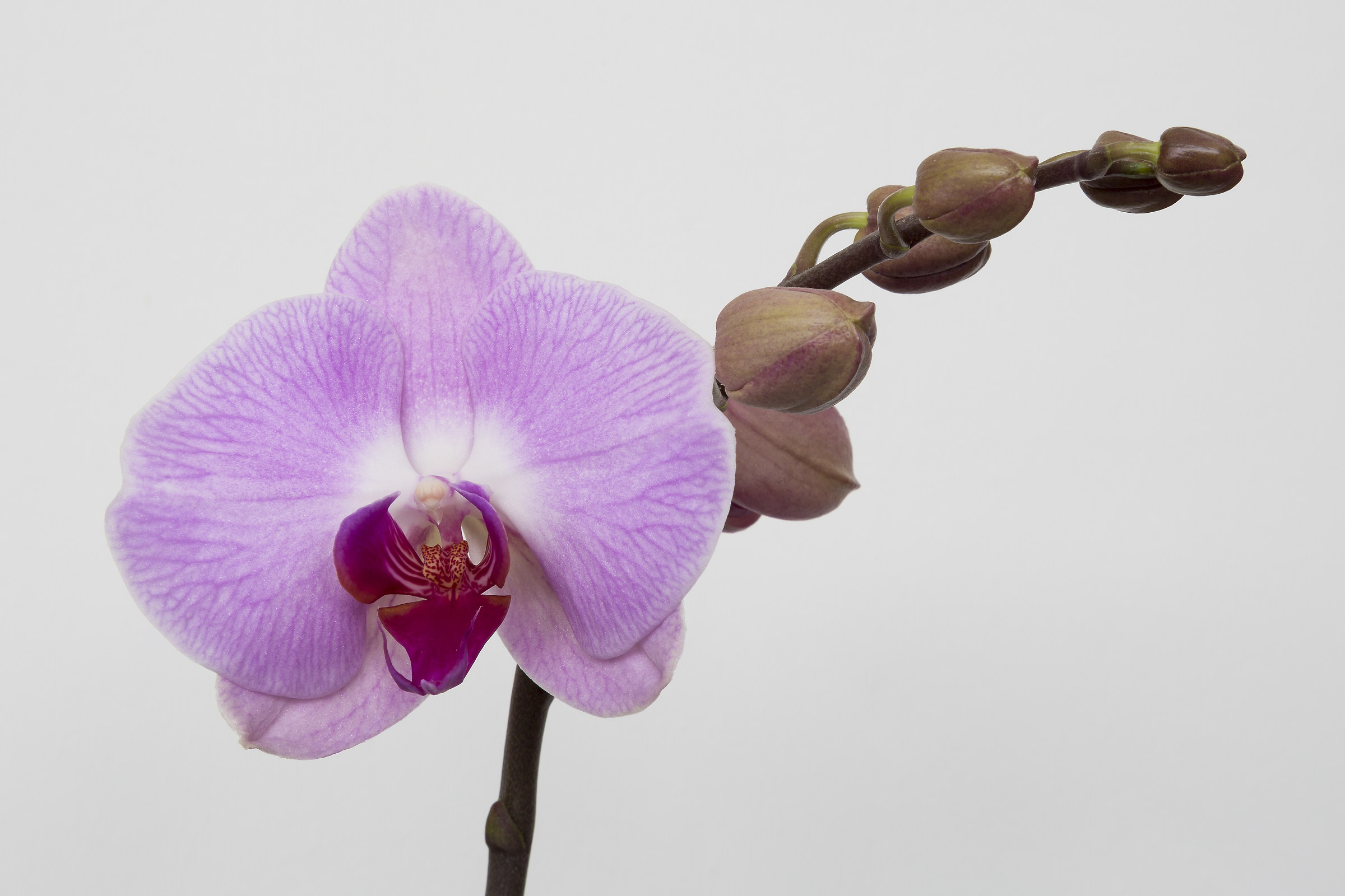 Orchidea Phalaenopsis