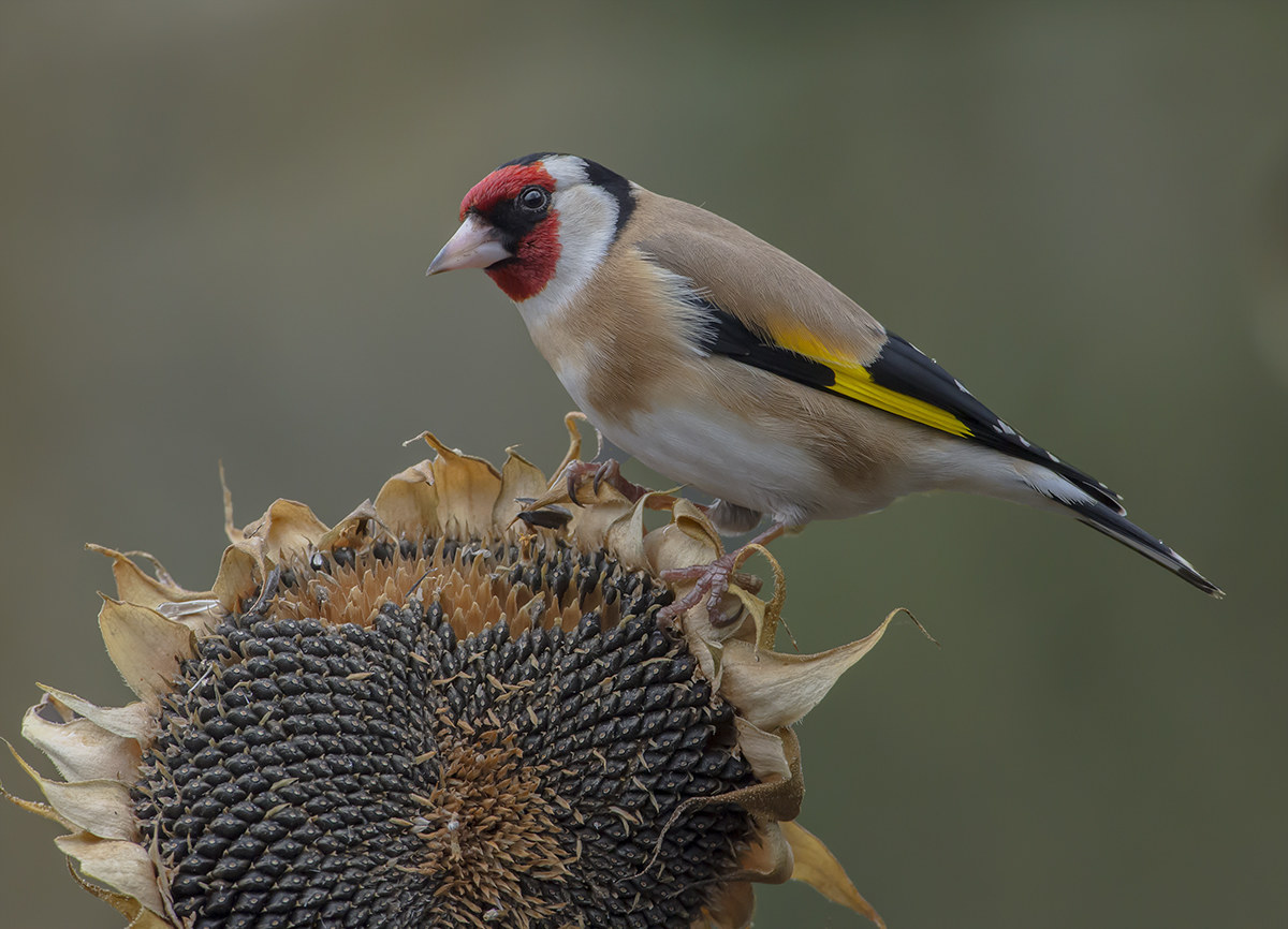 super cardellino a 4000 iso