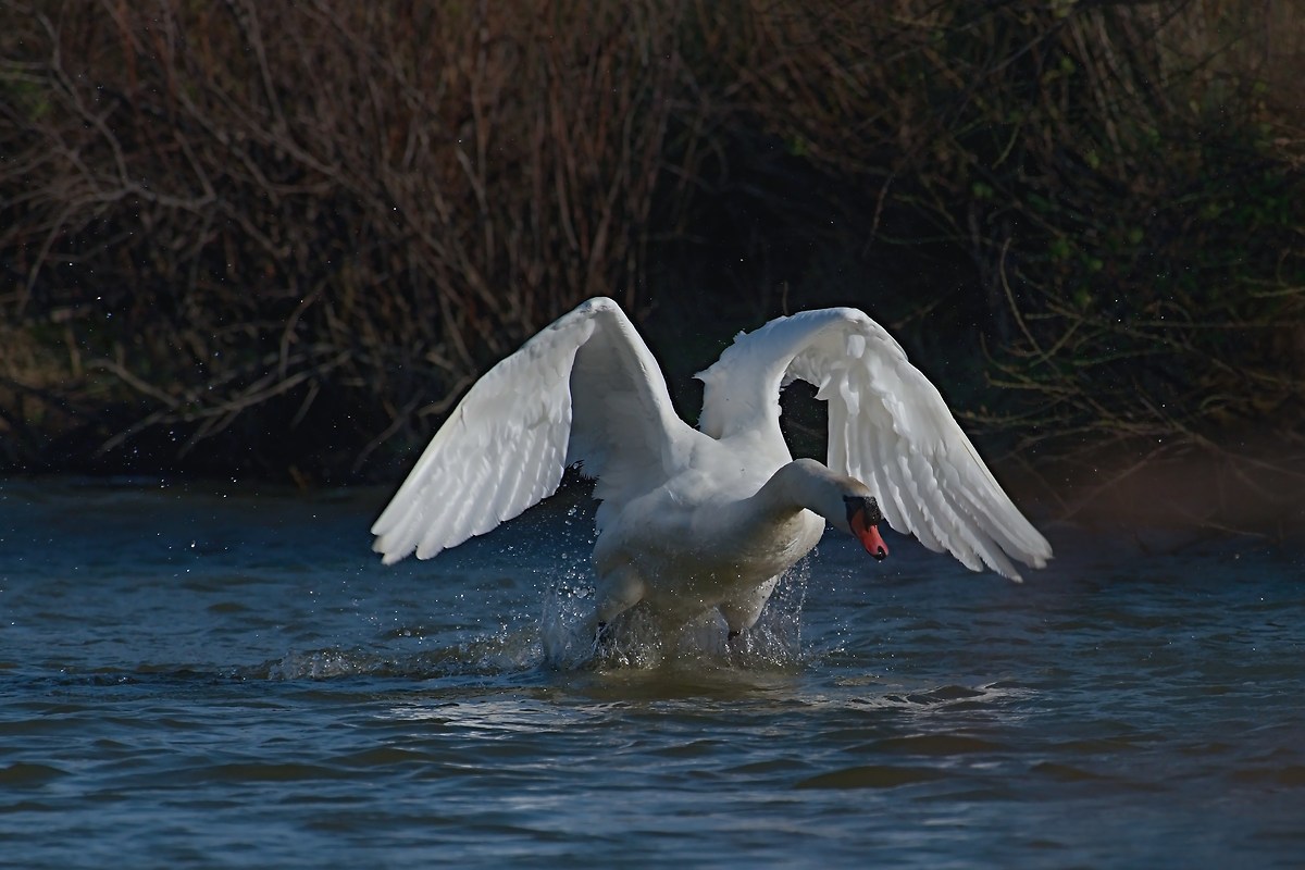 The takeoff of the Swan