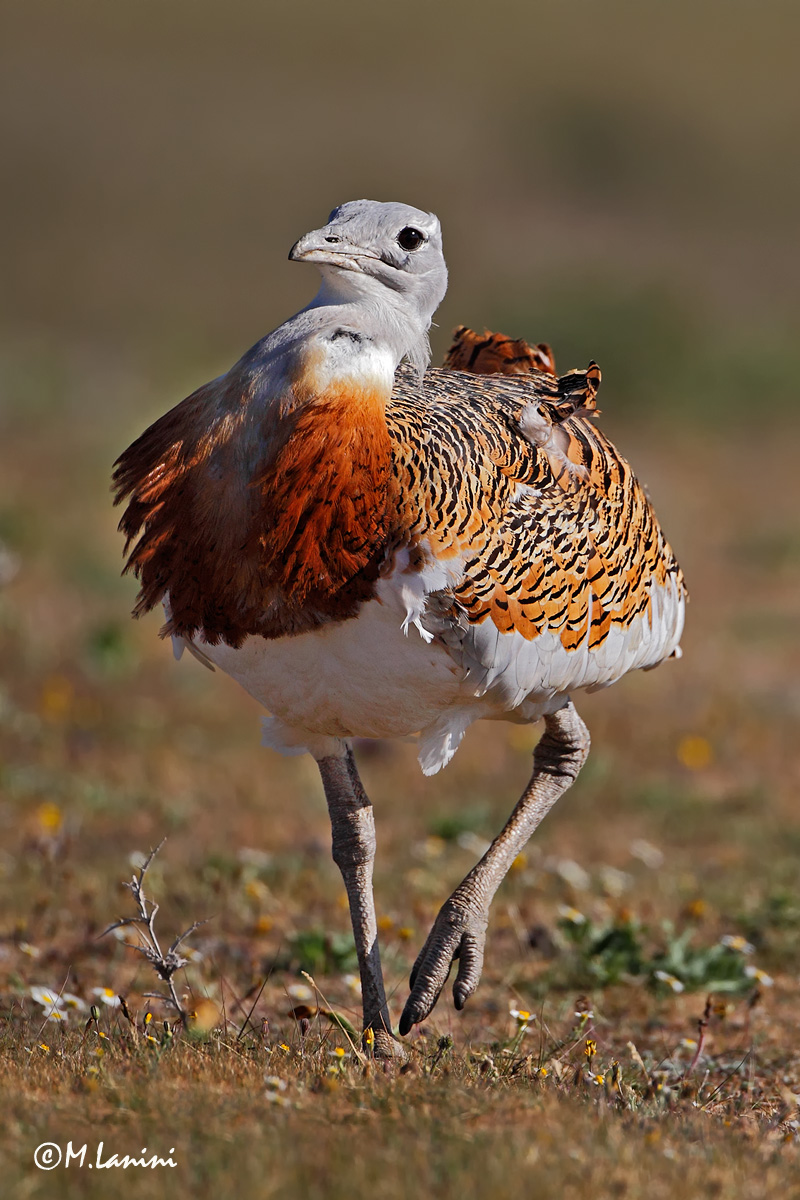 Ultima otarda ( Otis tarda )