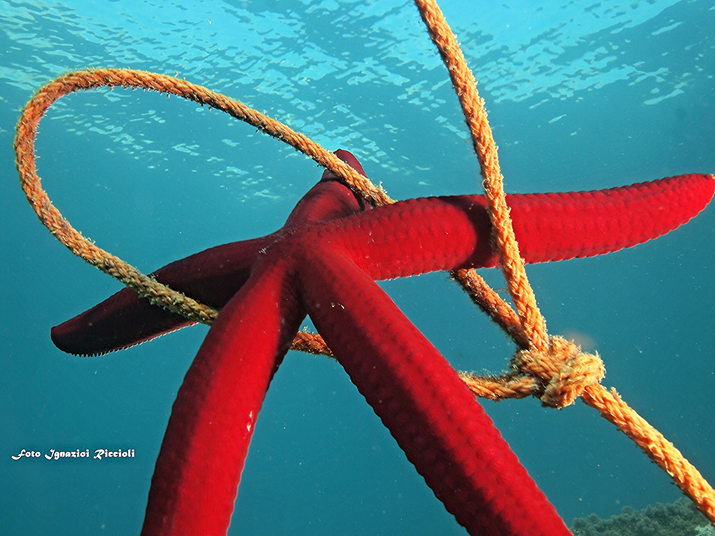 Echinaster Sepositus(stella rossa )
