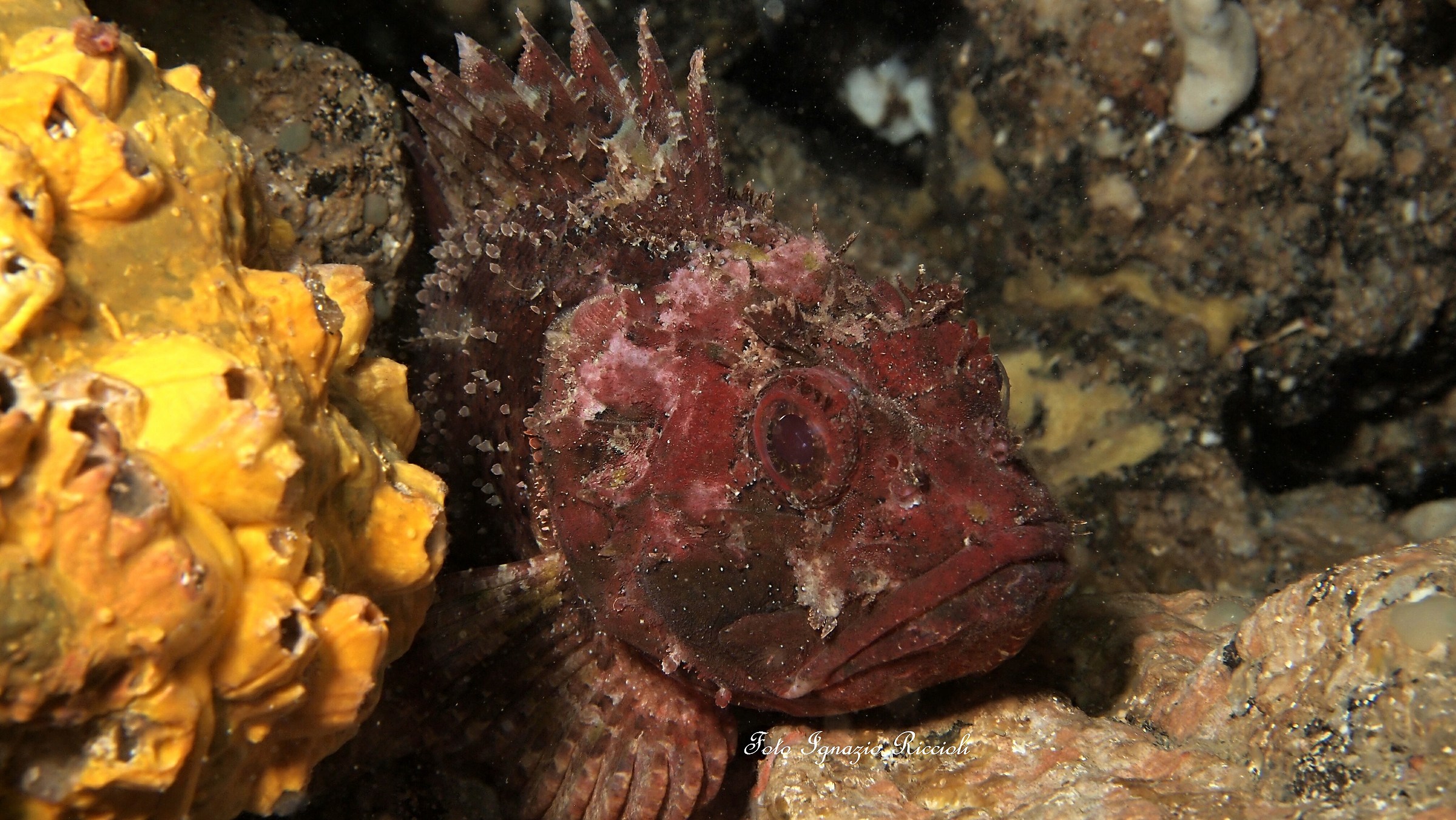 red scorpion fish
