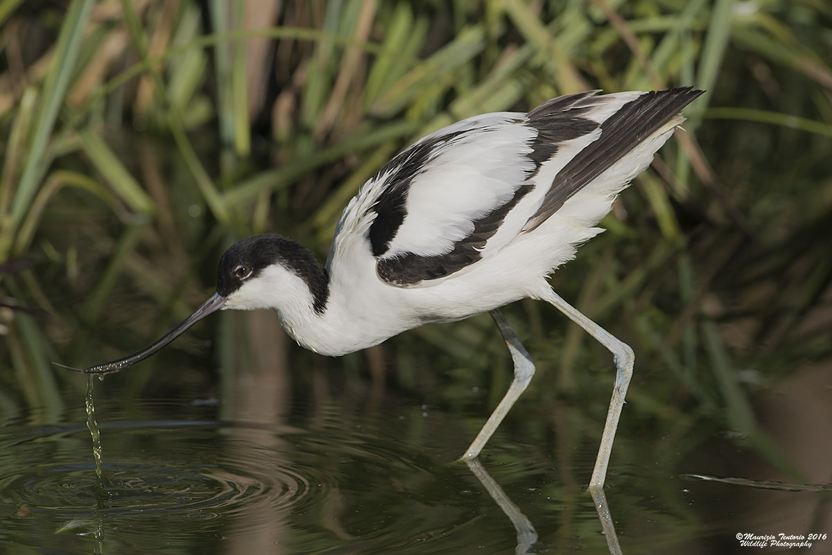 Avocetta