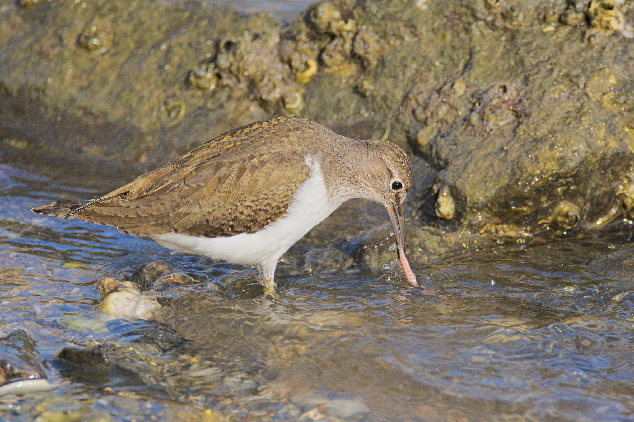 sandpiper with prey