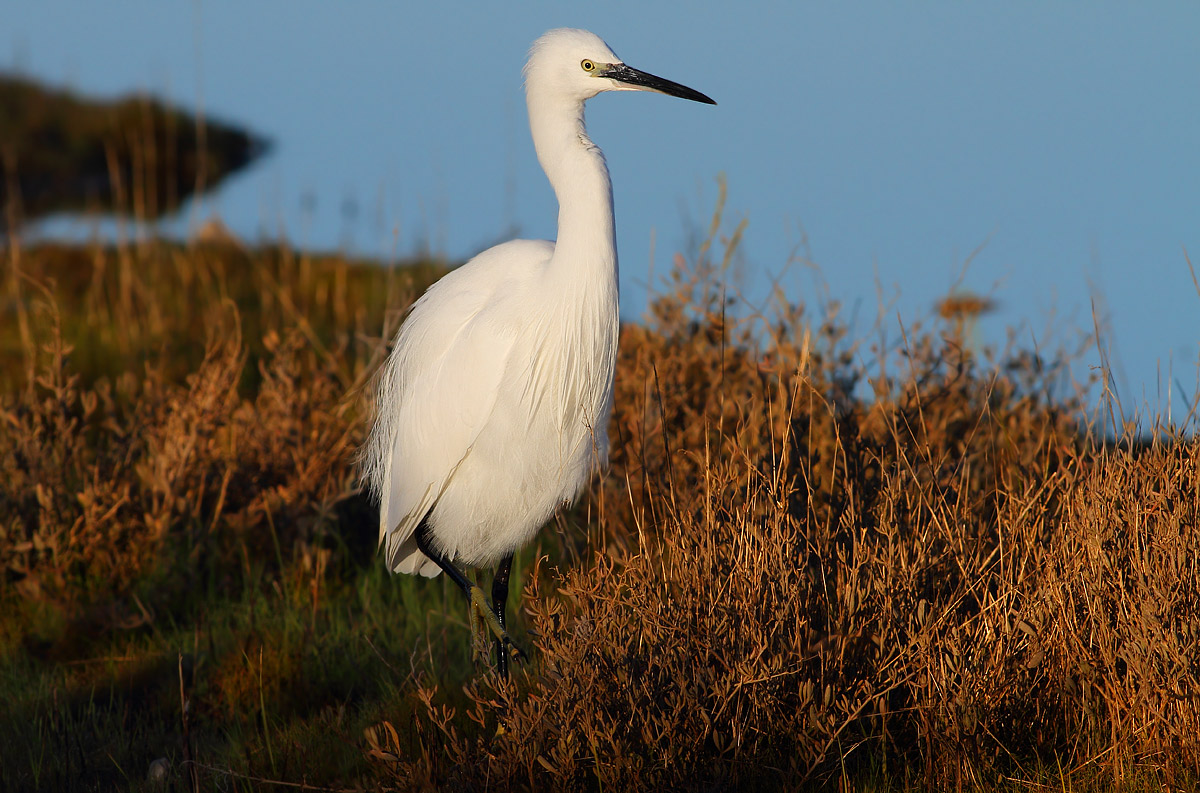 egret