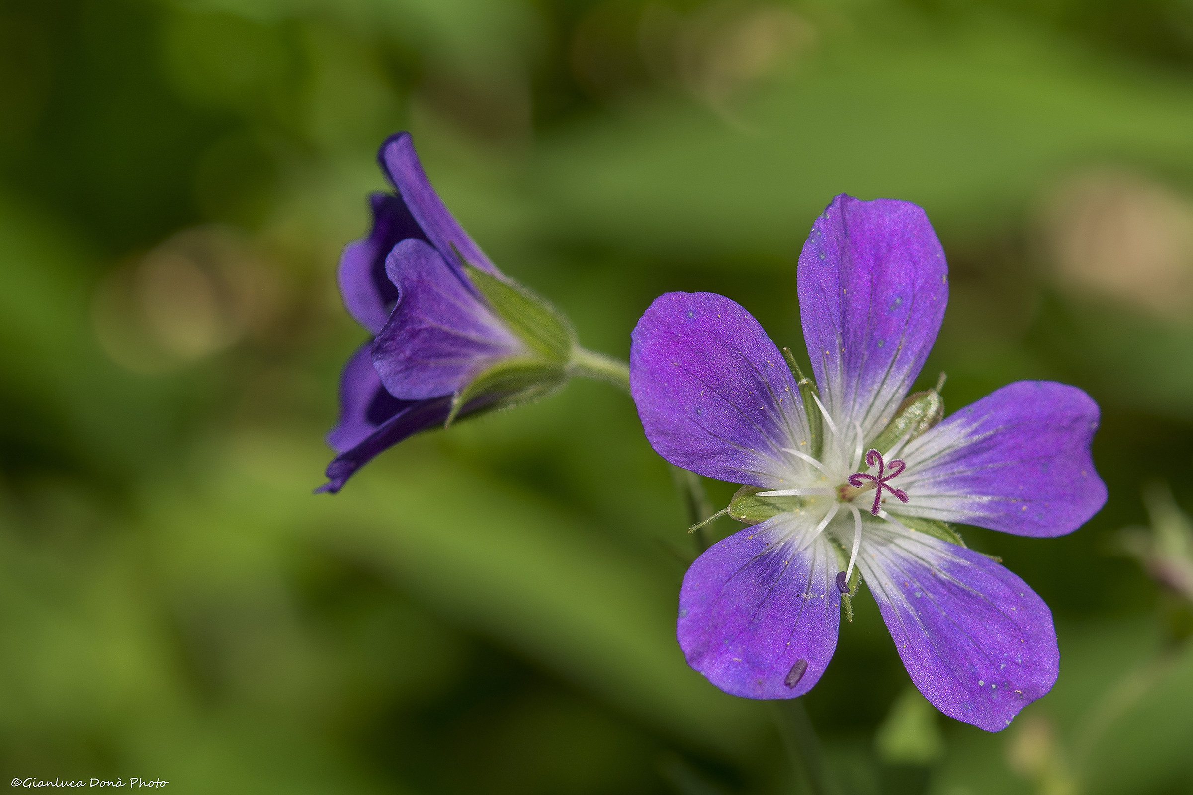 Geranium sylvaticum L., 1753