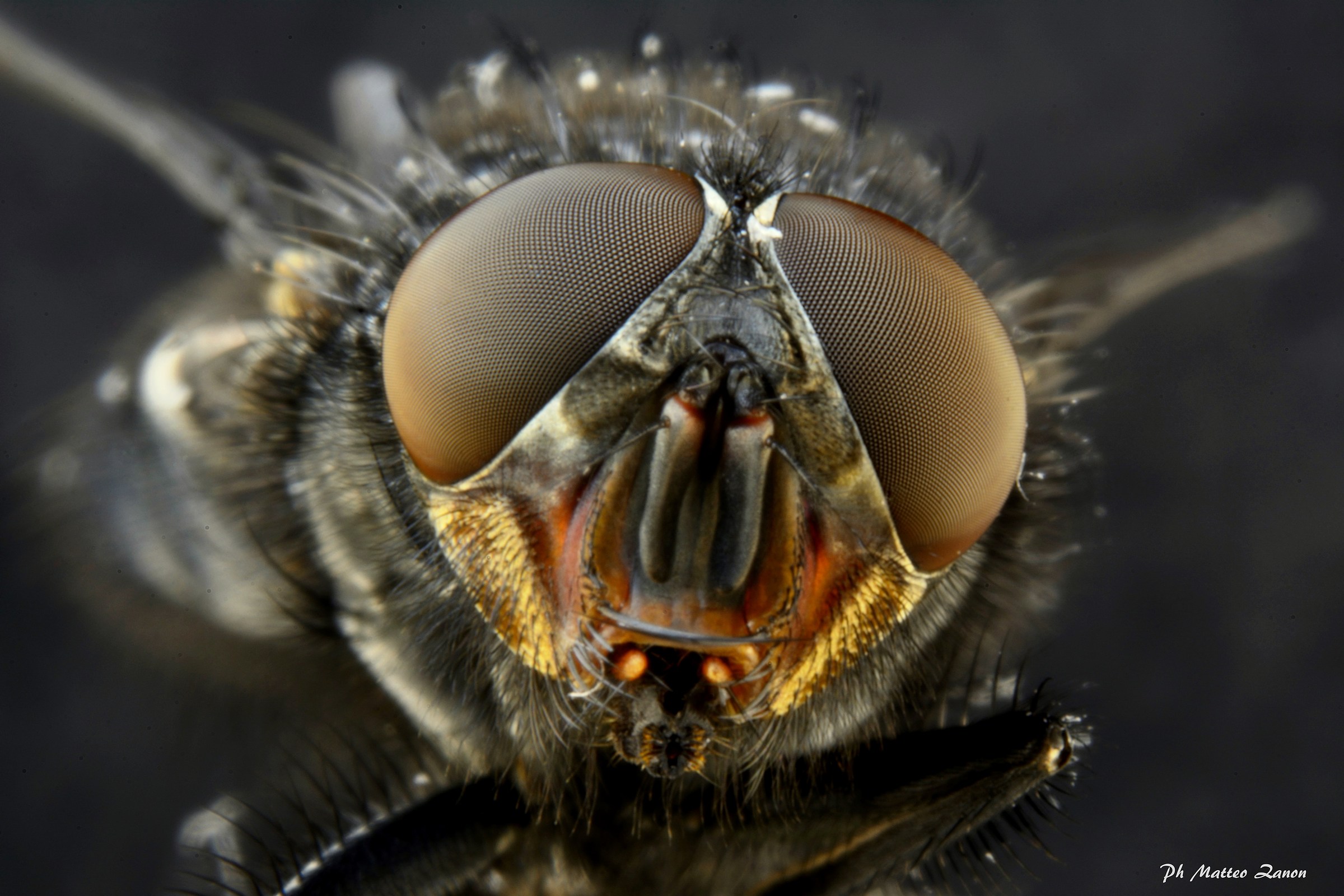 Micro Fly