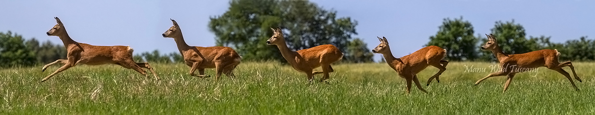 Capriolo
