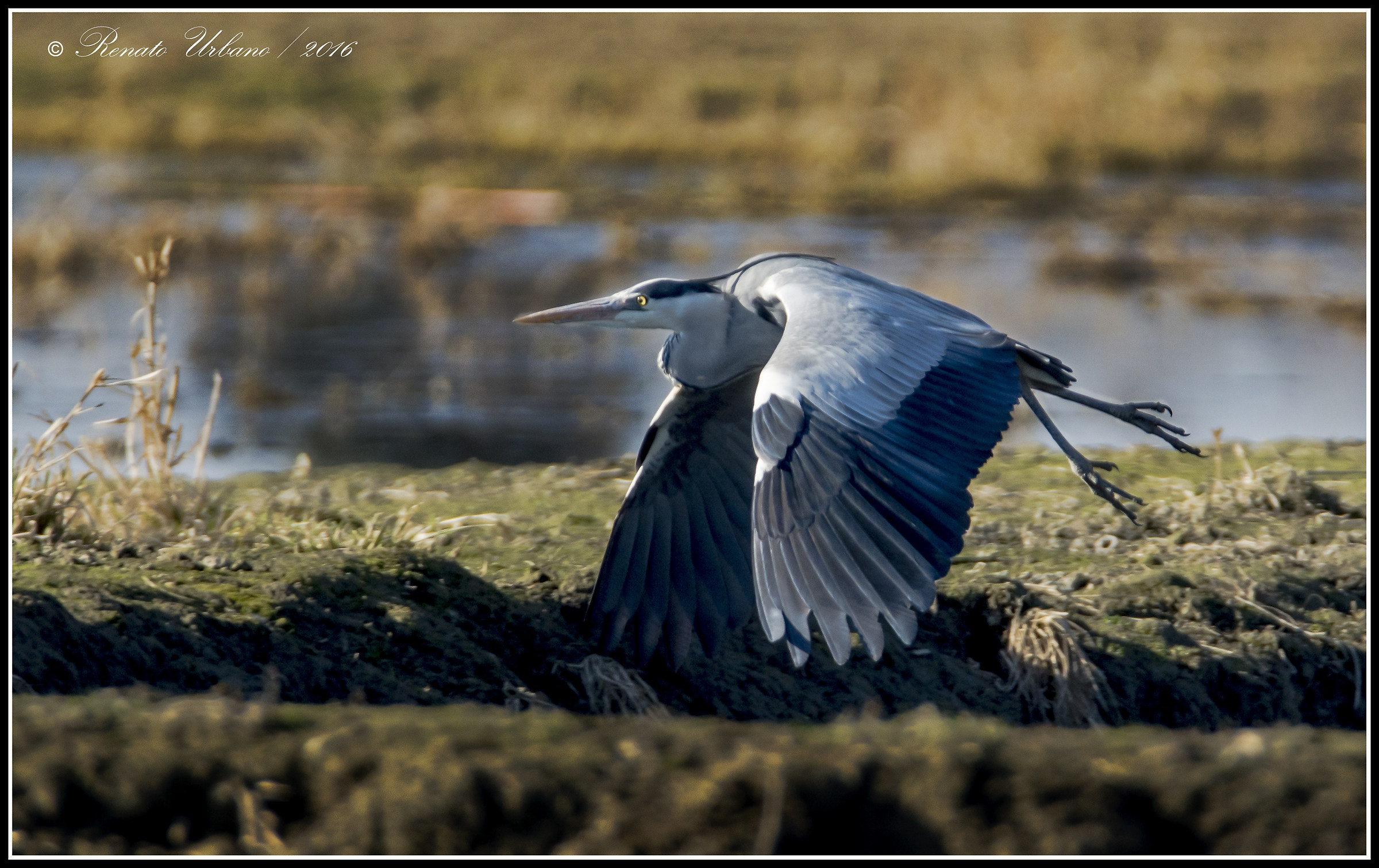 Gray heron - flying low