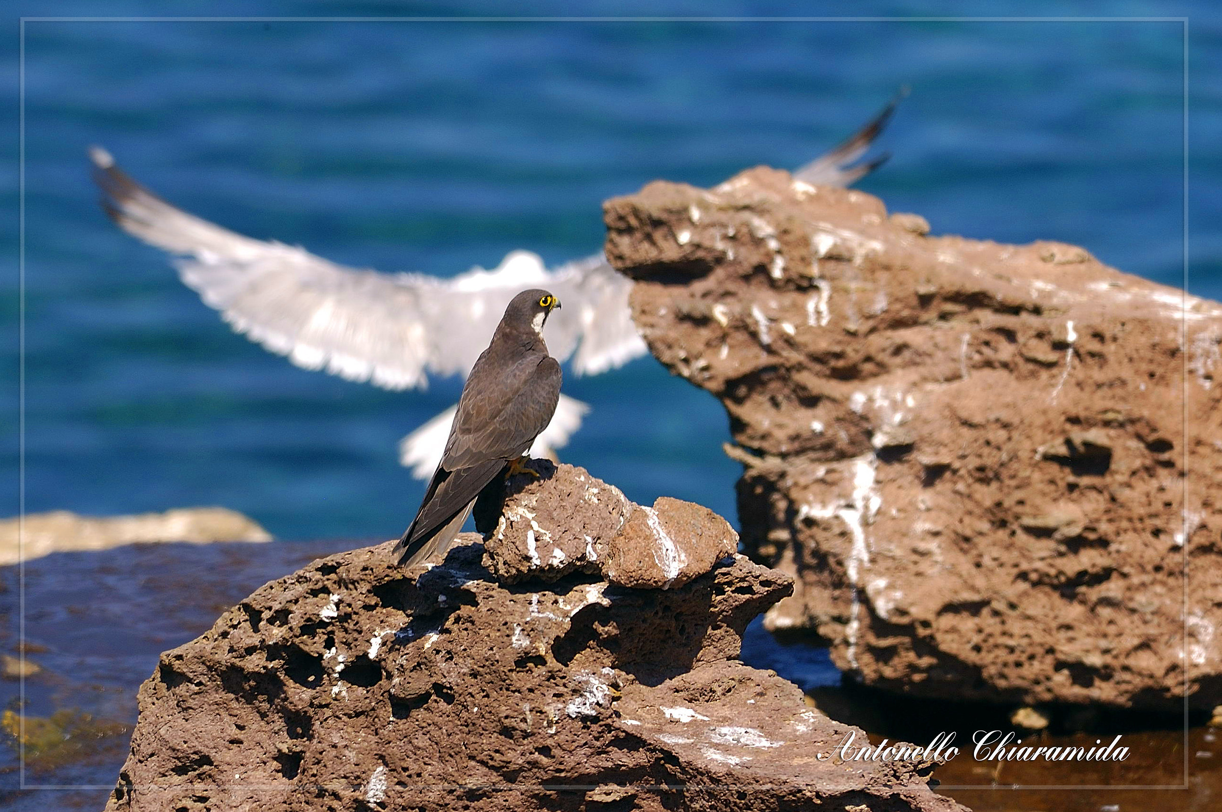 Falco della Regina fase chiara