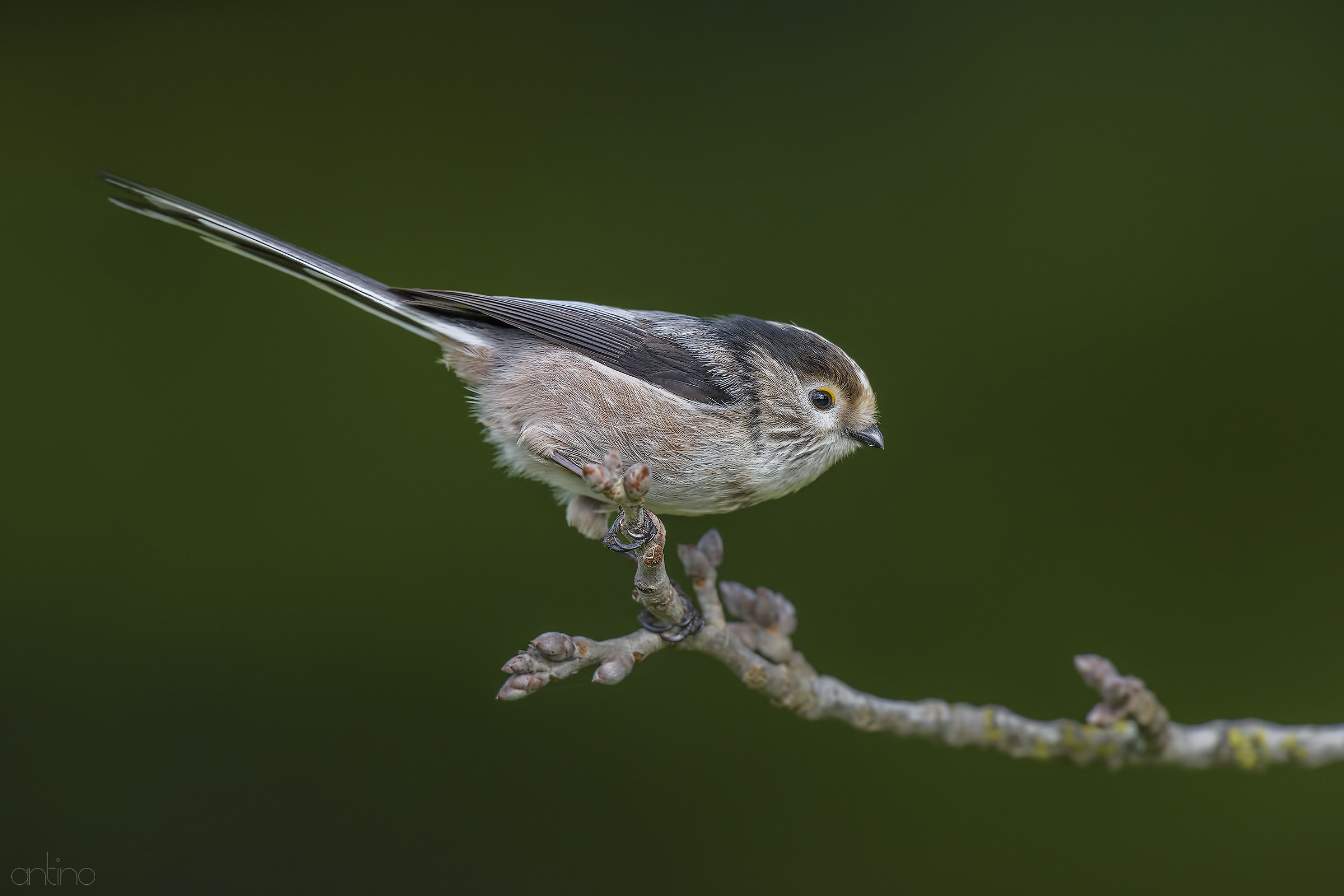 Long-tailed Tit