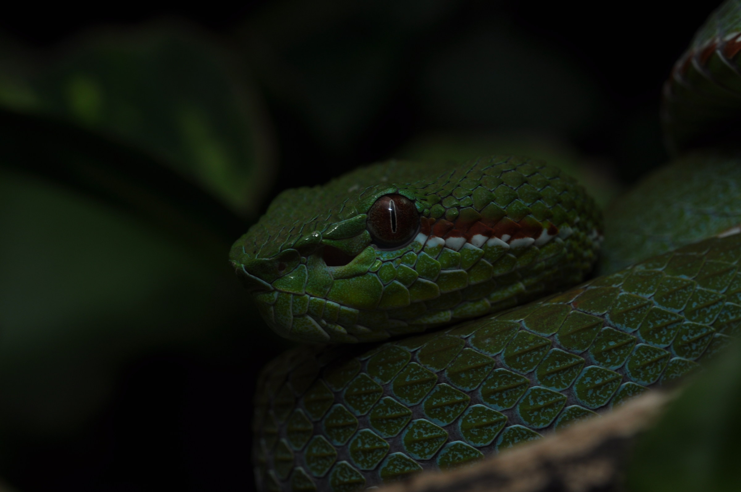 Trimeresurus popeiorum