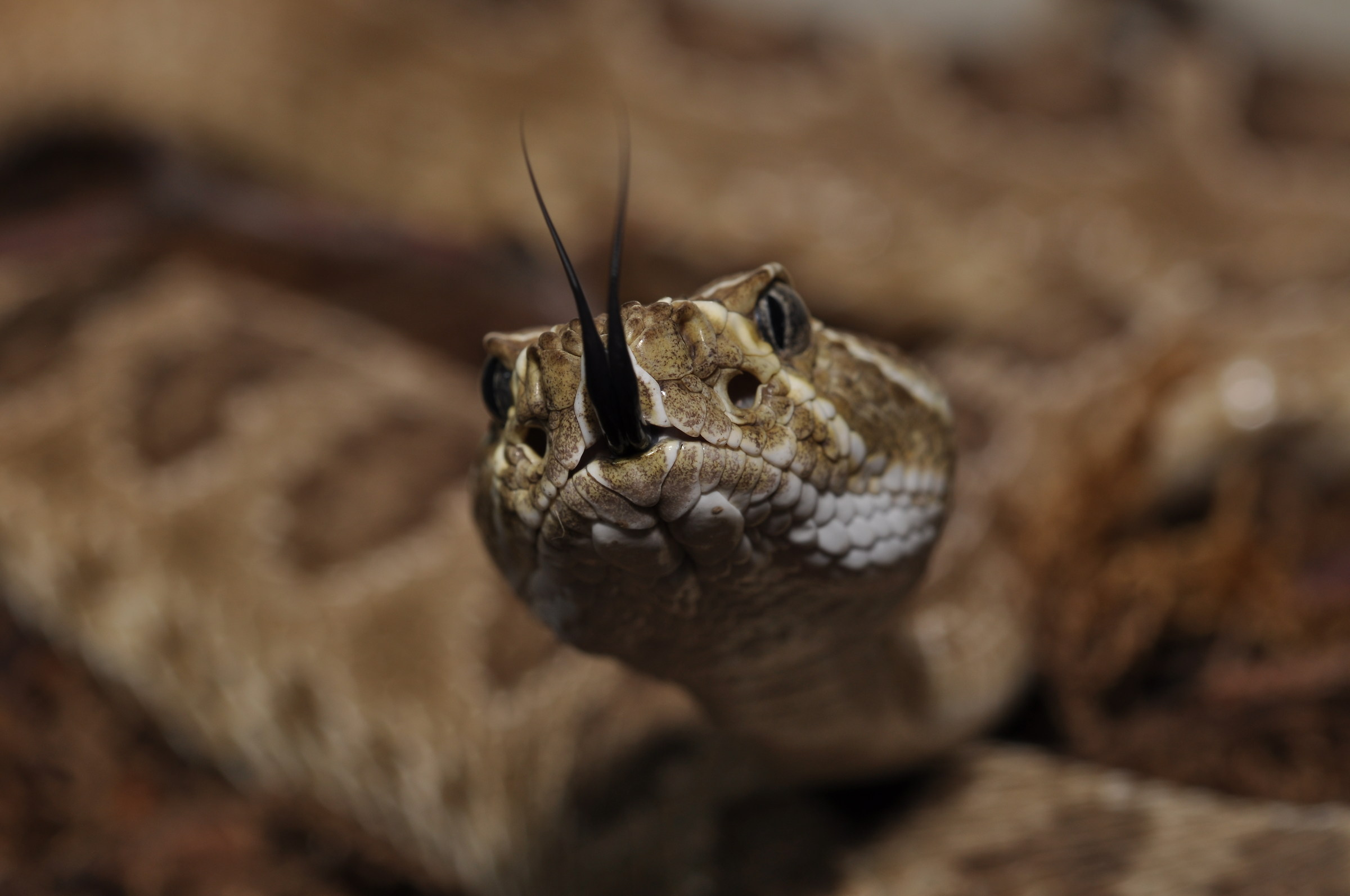 Crotalus v. viridis