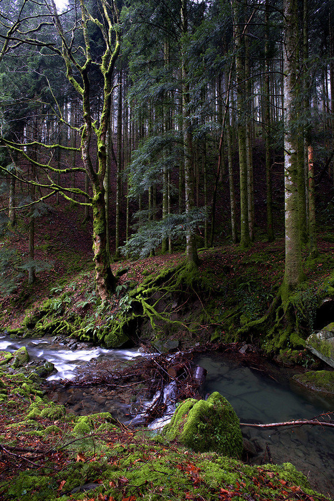 camaldoli of the forest 3