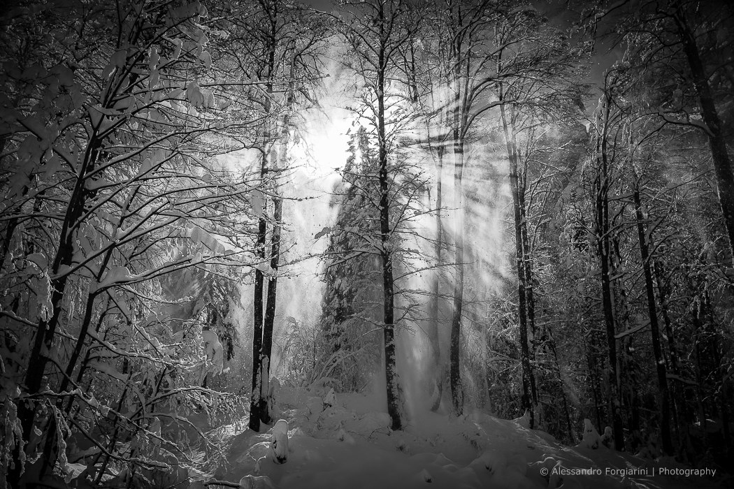 Rays of light between the snow