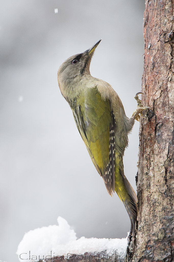 Woodpecker female heron