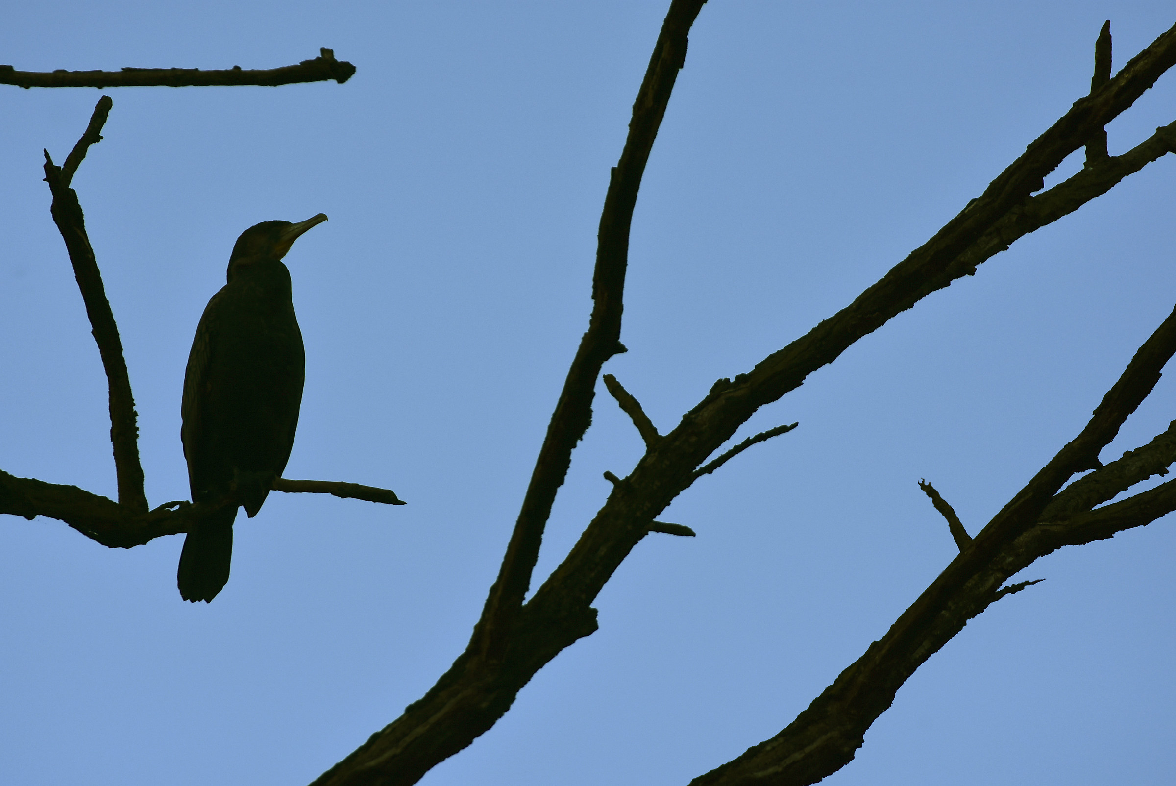 Cormorant - graphisms