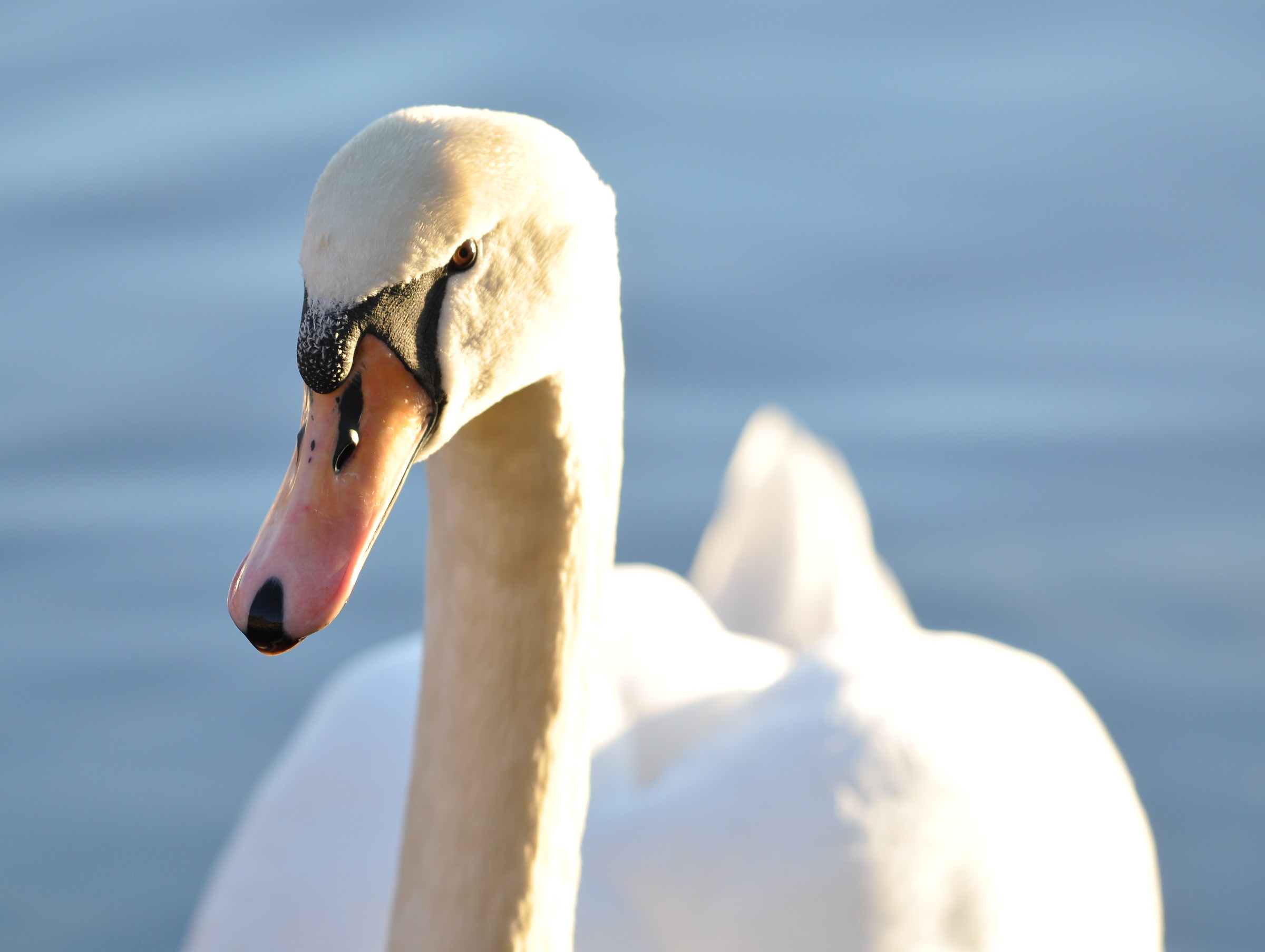Mute swan