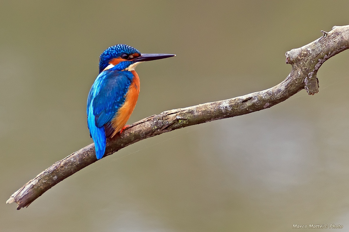 Il mio amico Martino