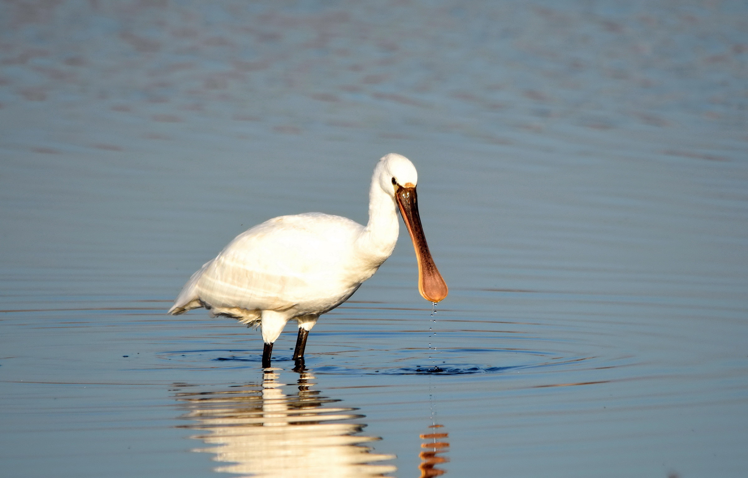 Spatula in meditation