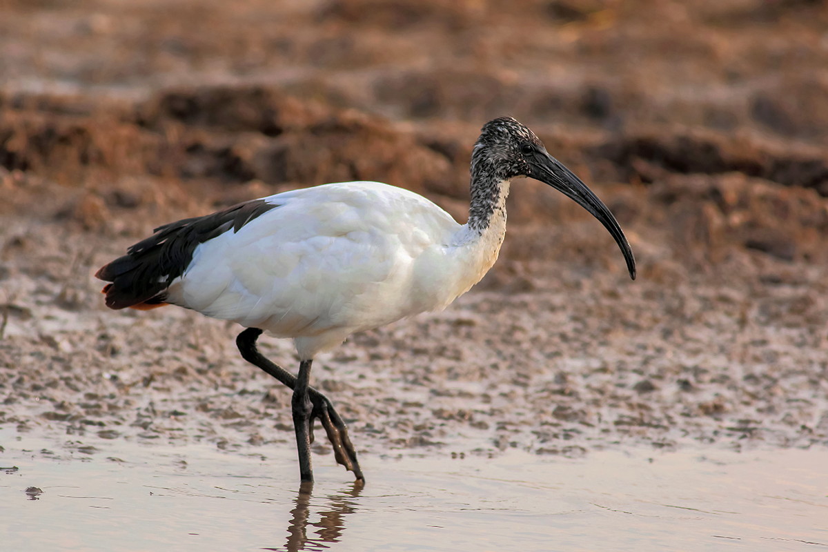 sacred ibis