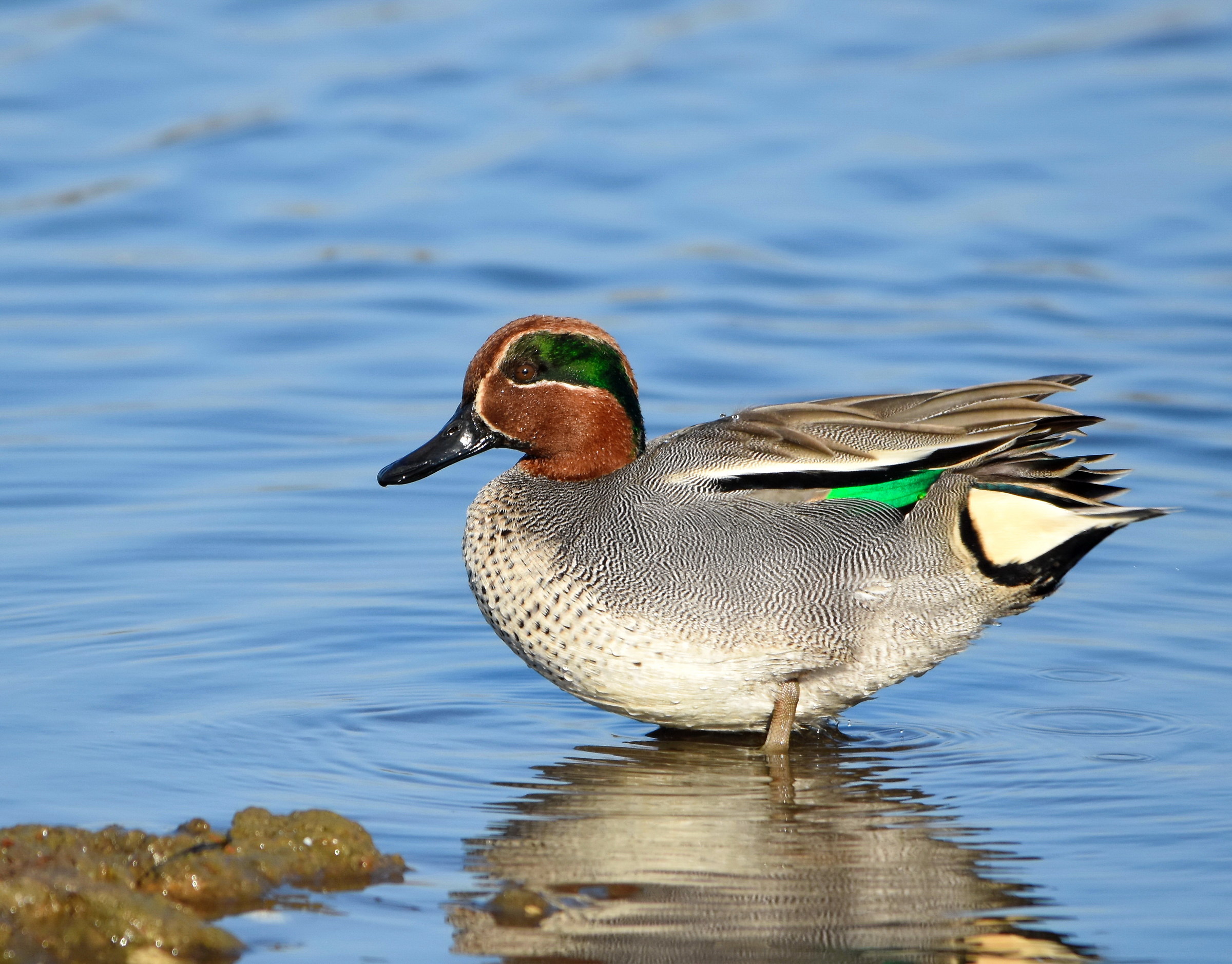teal male