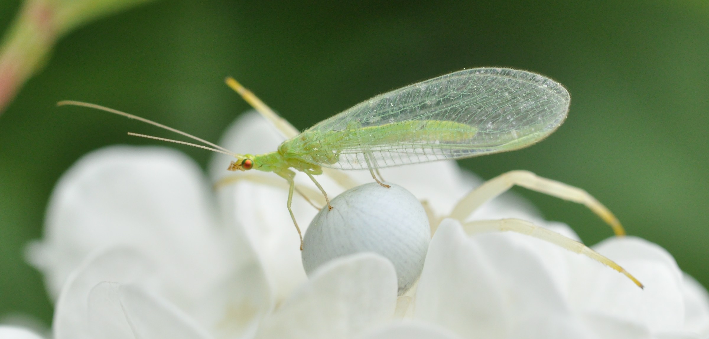 Living dangerously...