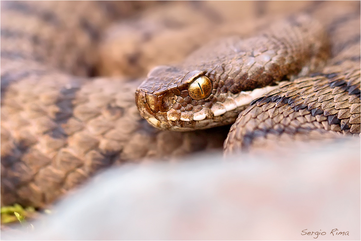 Vipera aspis