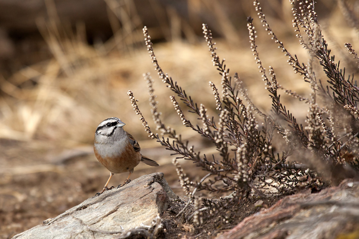 Rock Bunting set