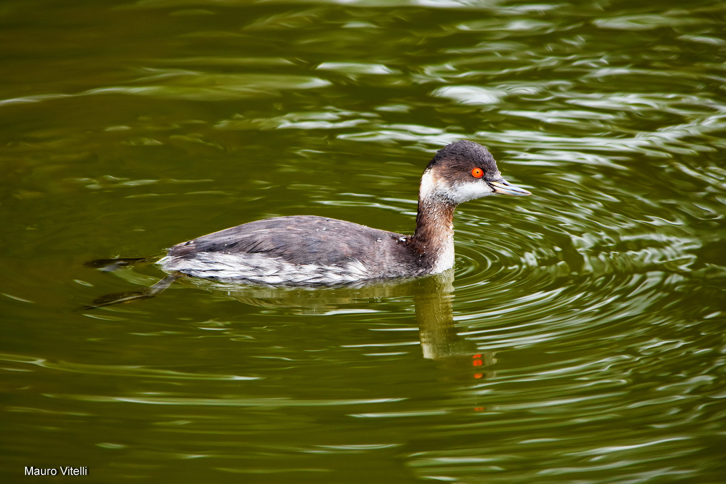 Grebe less