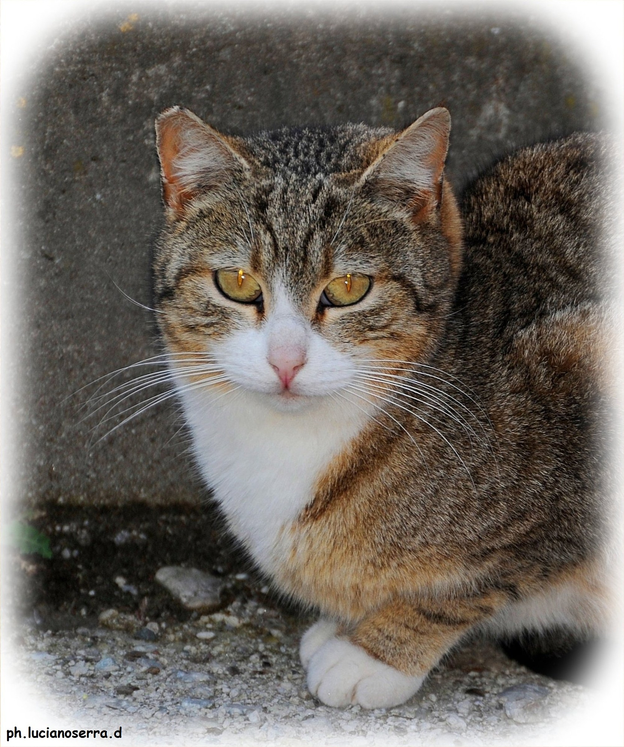 Micetto timido e carino... un'altra immagine