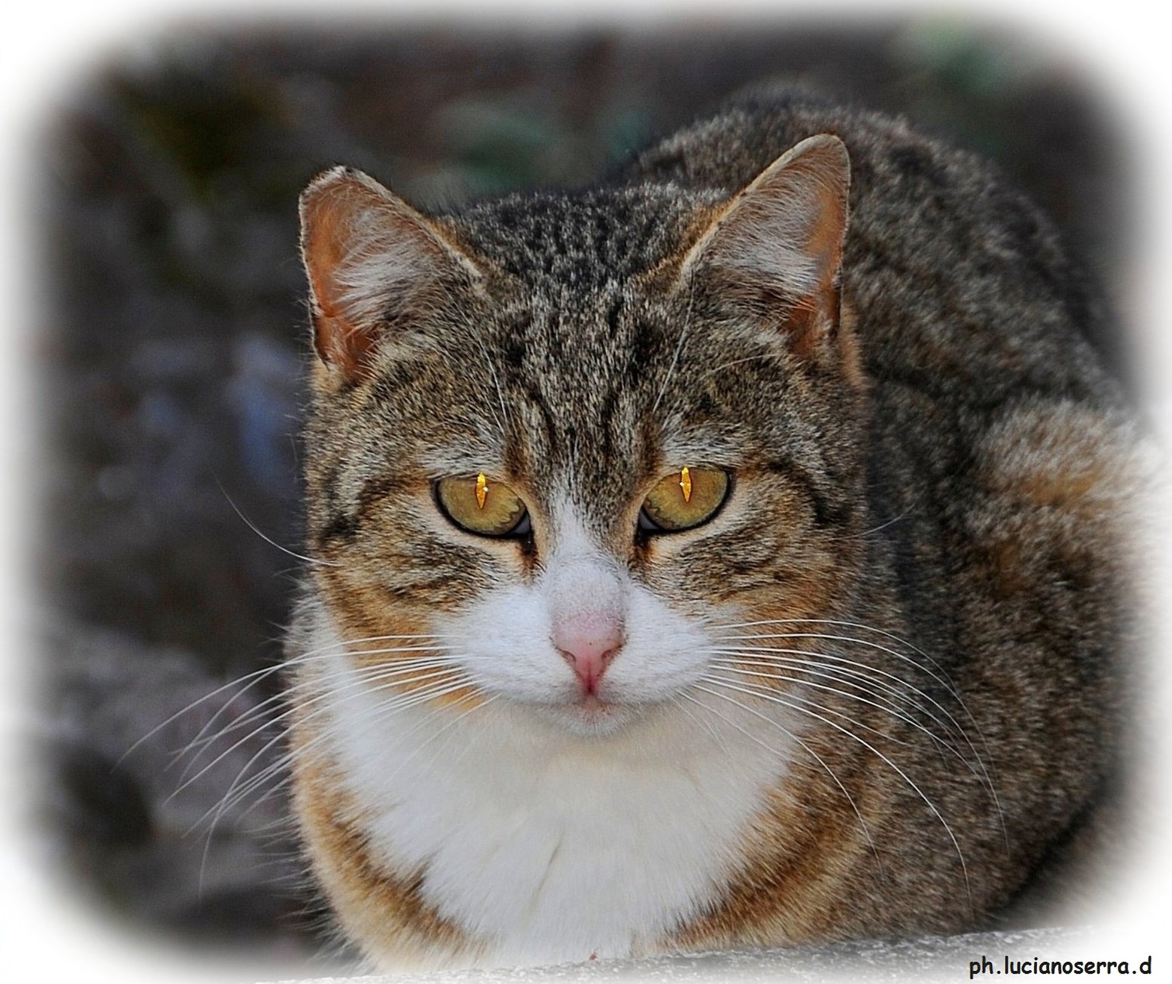 Micetto timido e carino