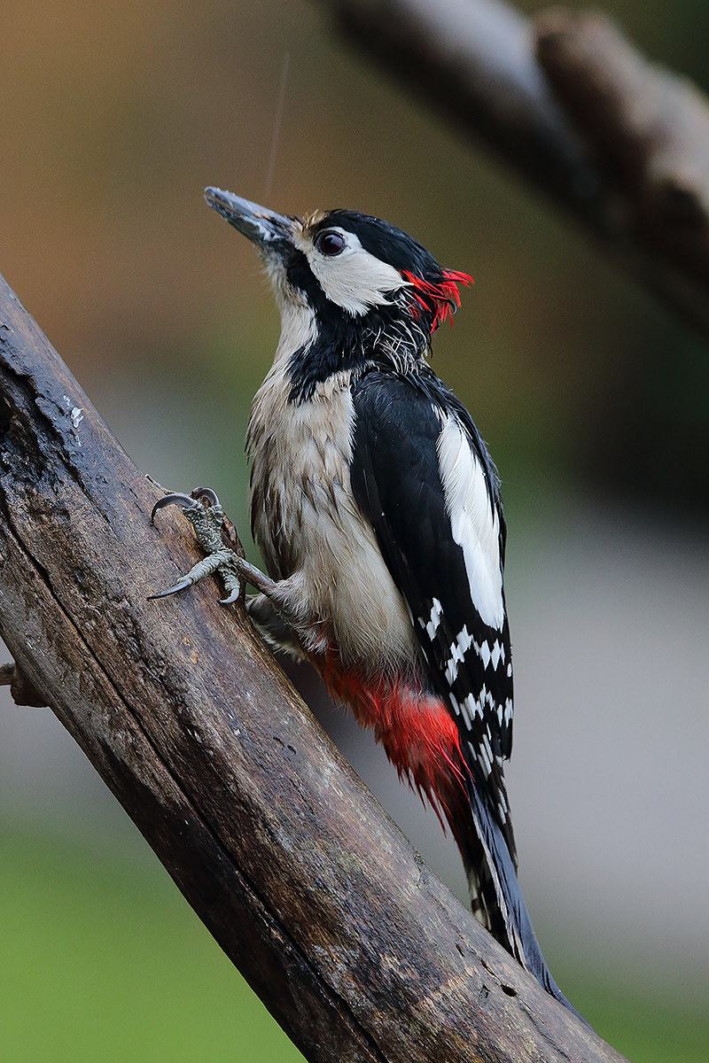 Mom how it rains ....