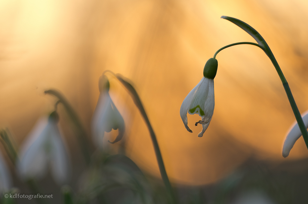 Galanthus nivalis