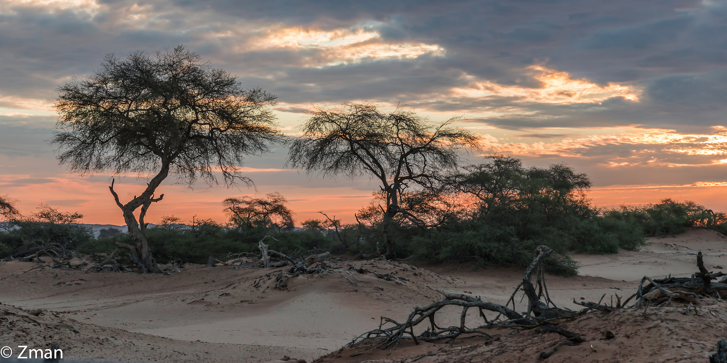 Hoanib Acacia trees and sunset
