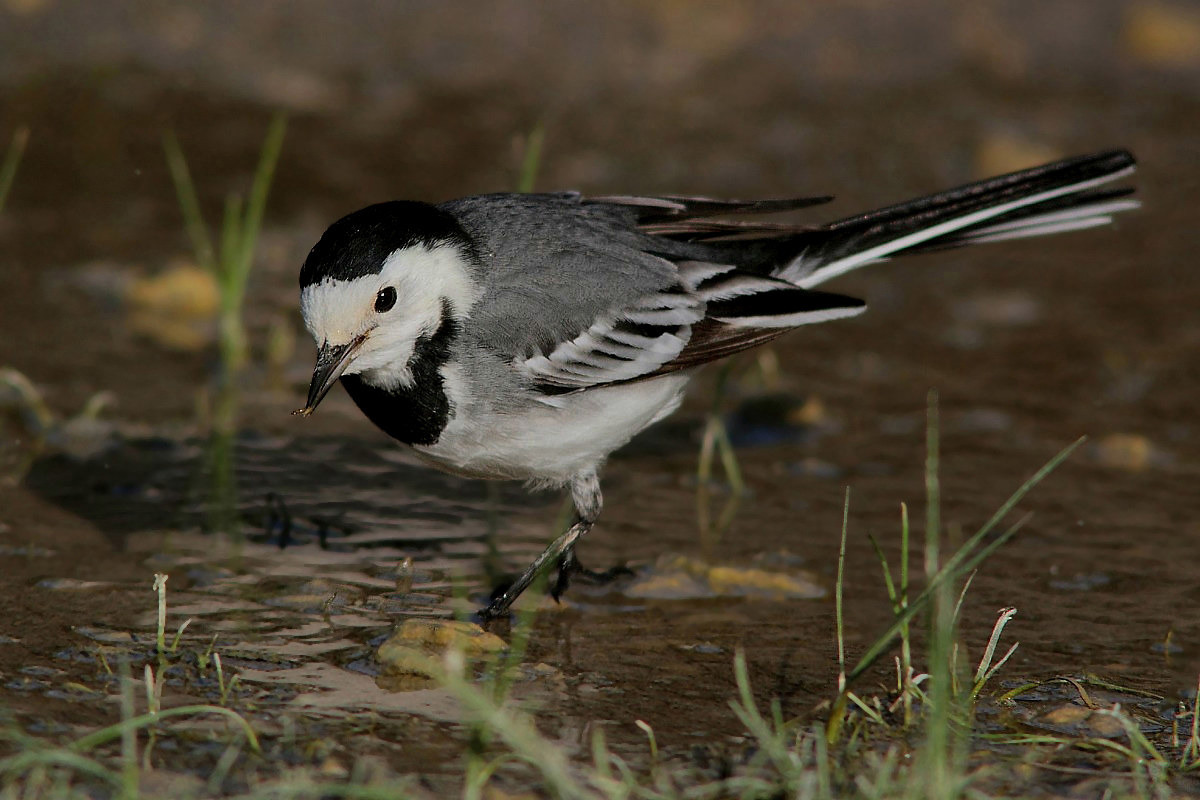 White Wagtail with prey