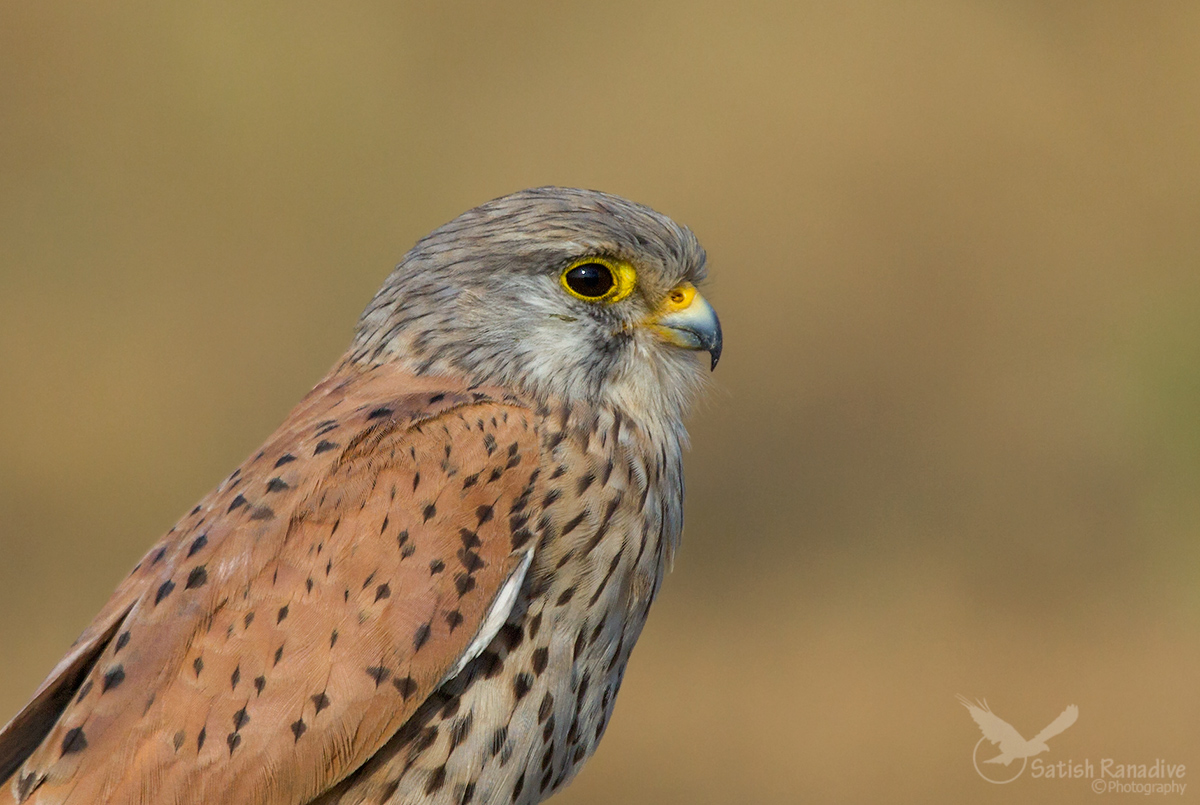 Ritratto di Kestrel.