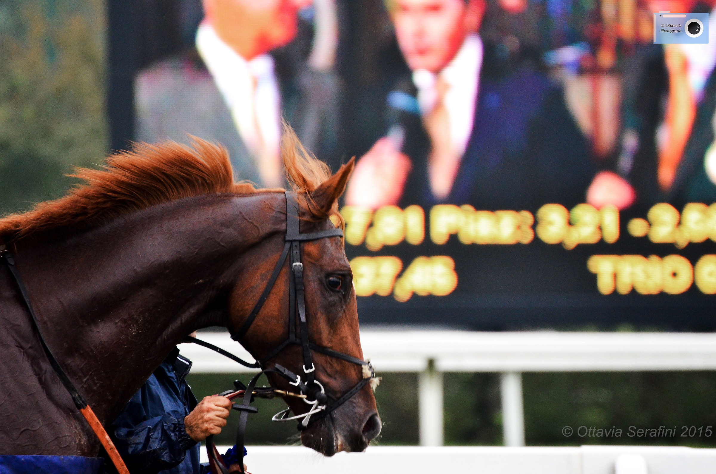 of honor around the Champion !!