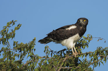 Circaetus pectoralis