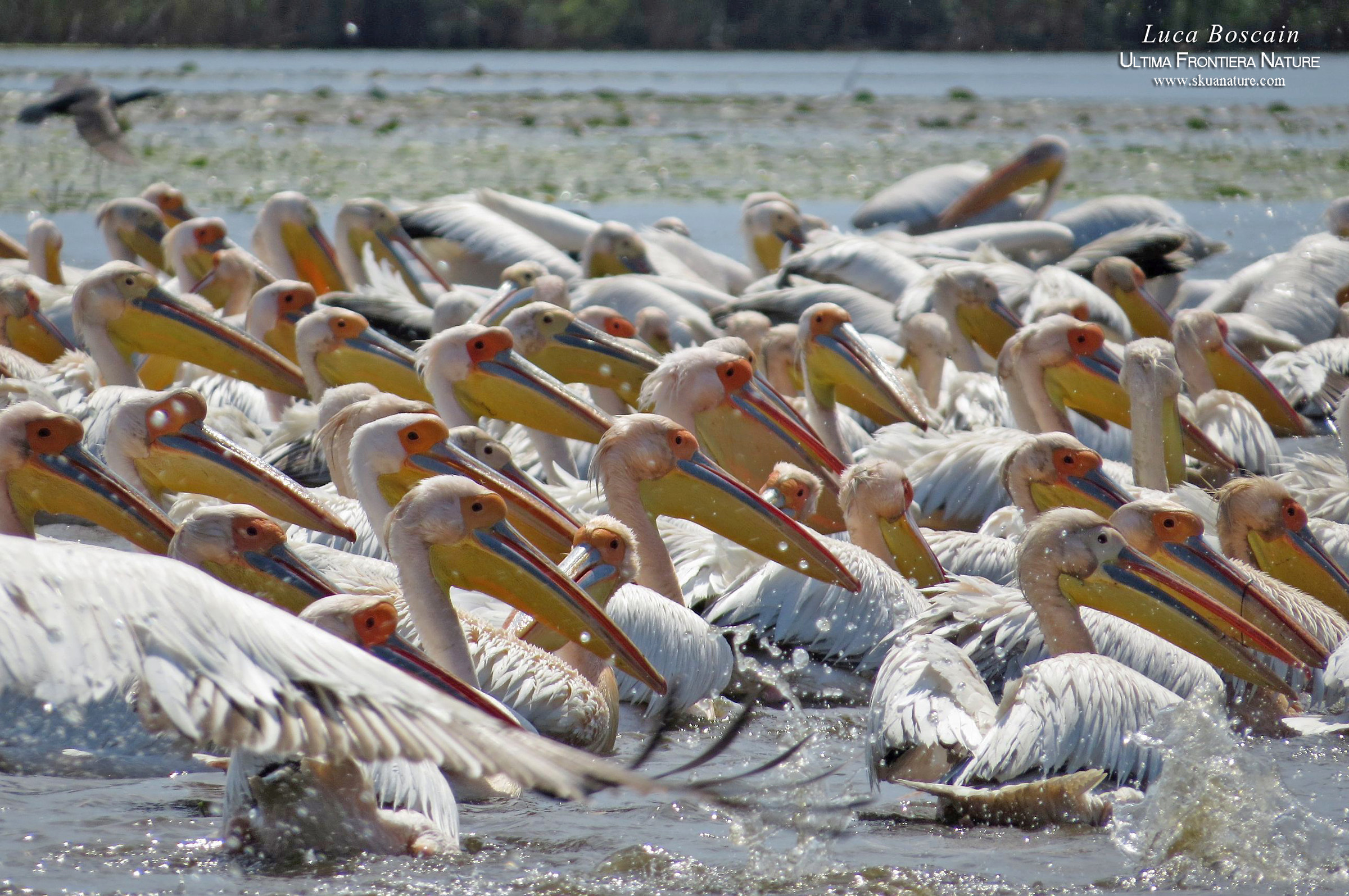 Traffico di Pellicani