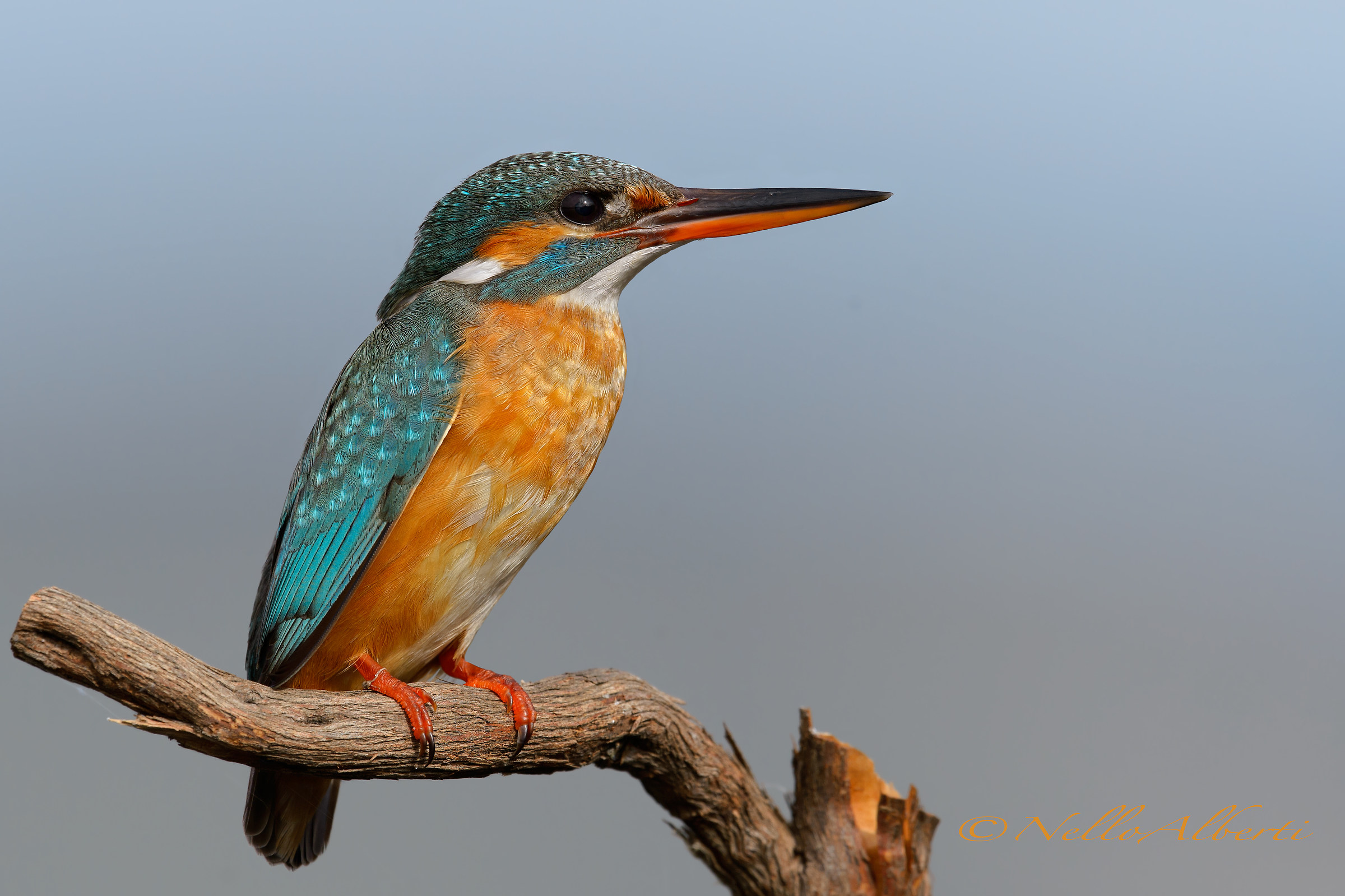 un semplice martin pescatore