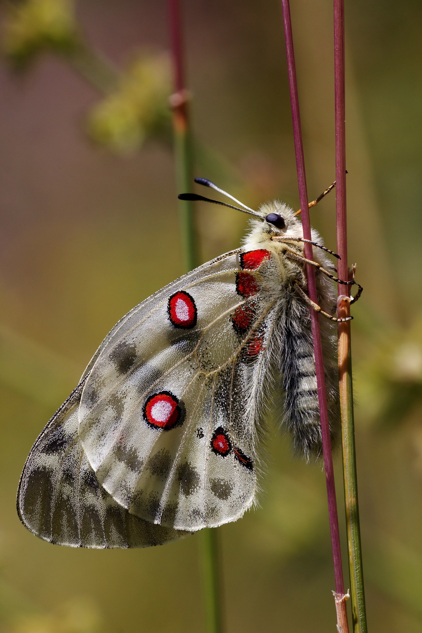 Parnassius apollo