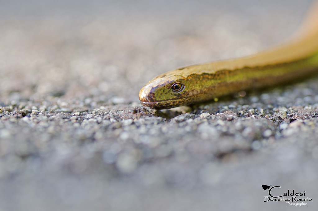 Anguis fragilis (Slow-worm)