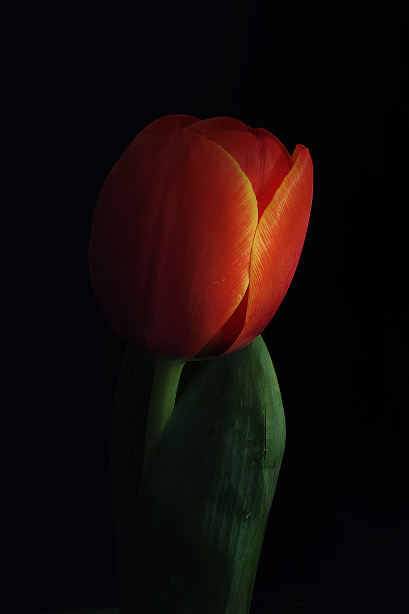 Tulip