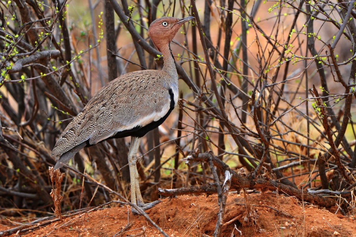 crested bustard