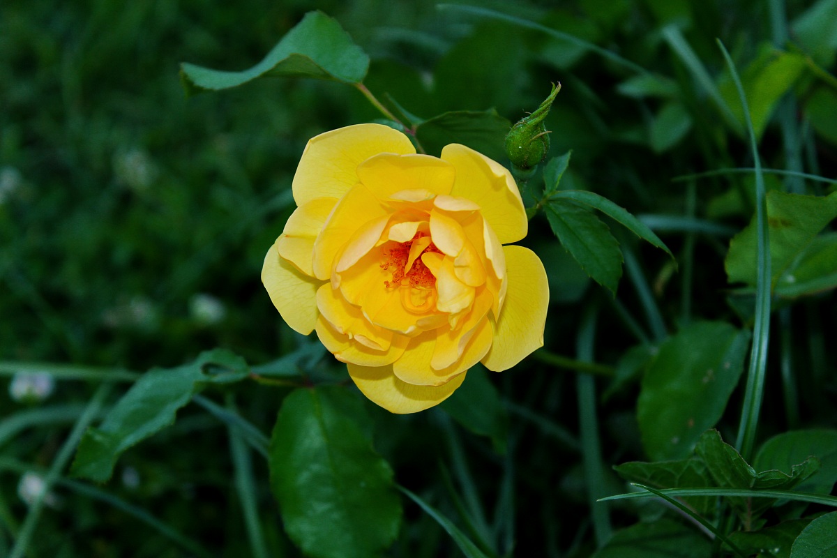 Yellow Rose
