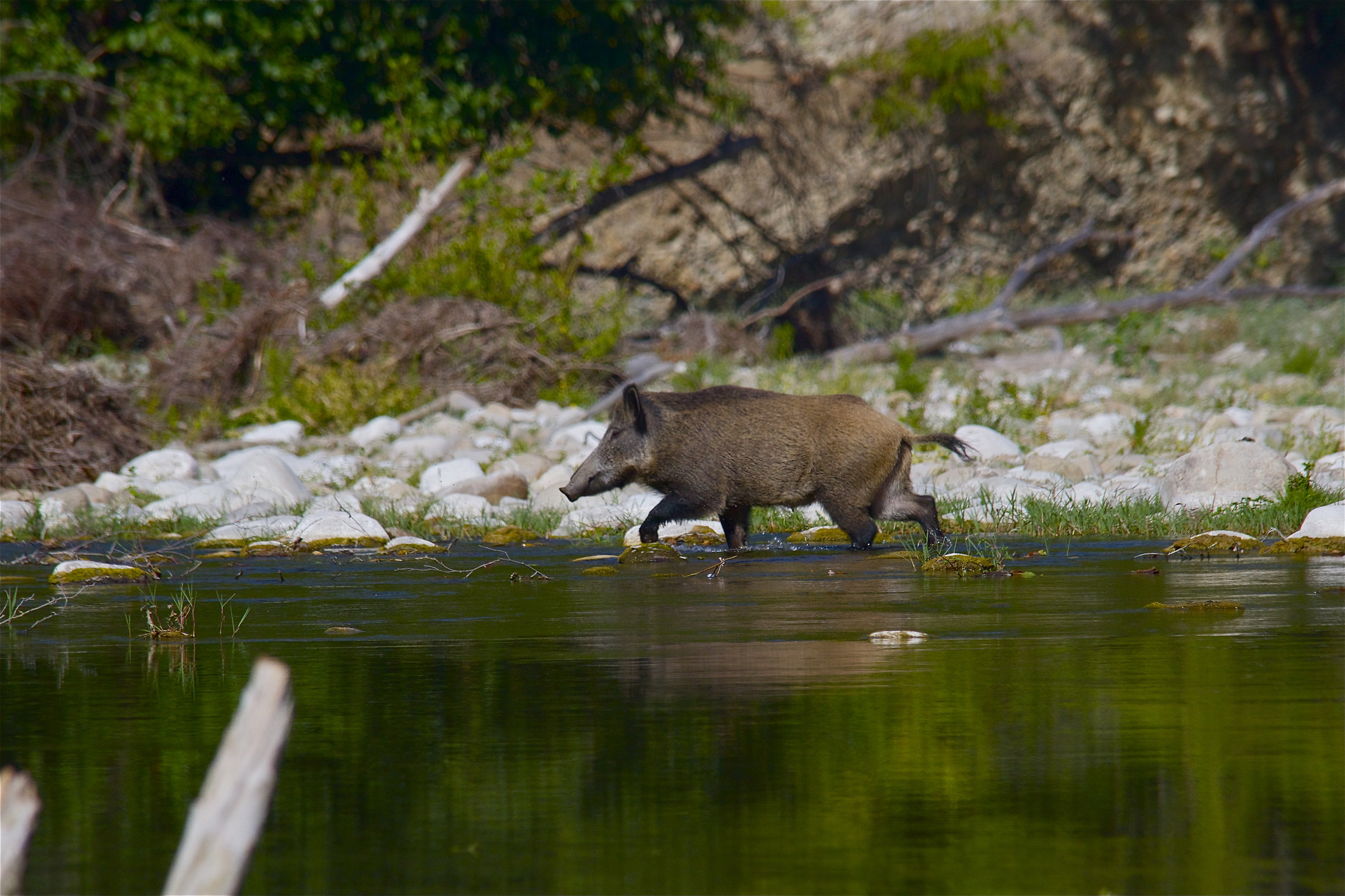 wild boar to the ford