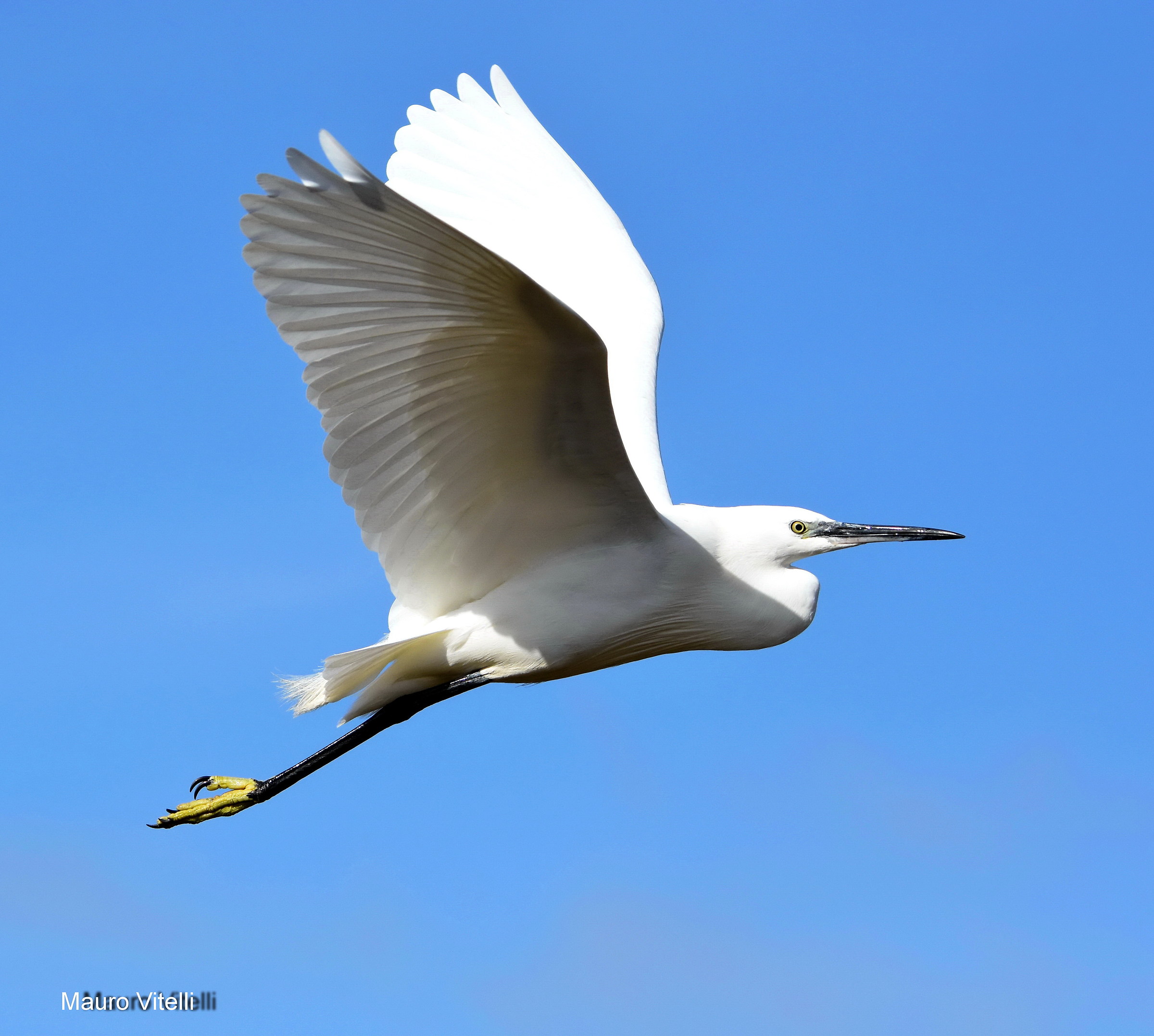 Egret in flight