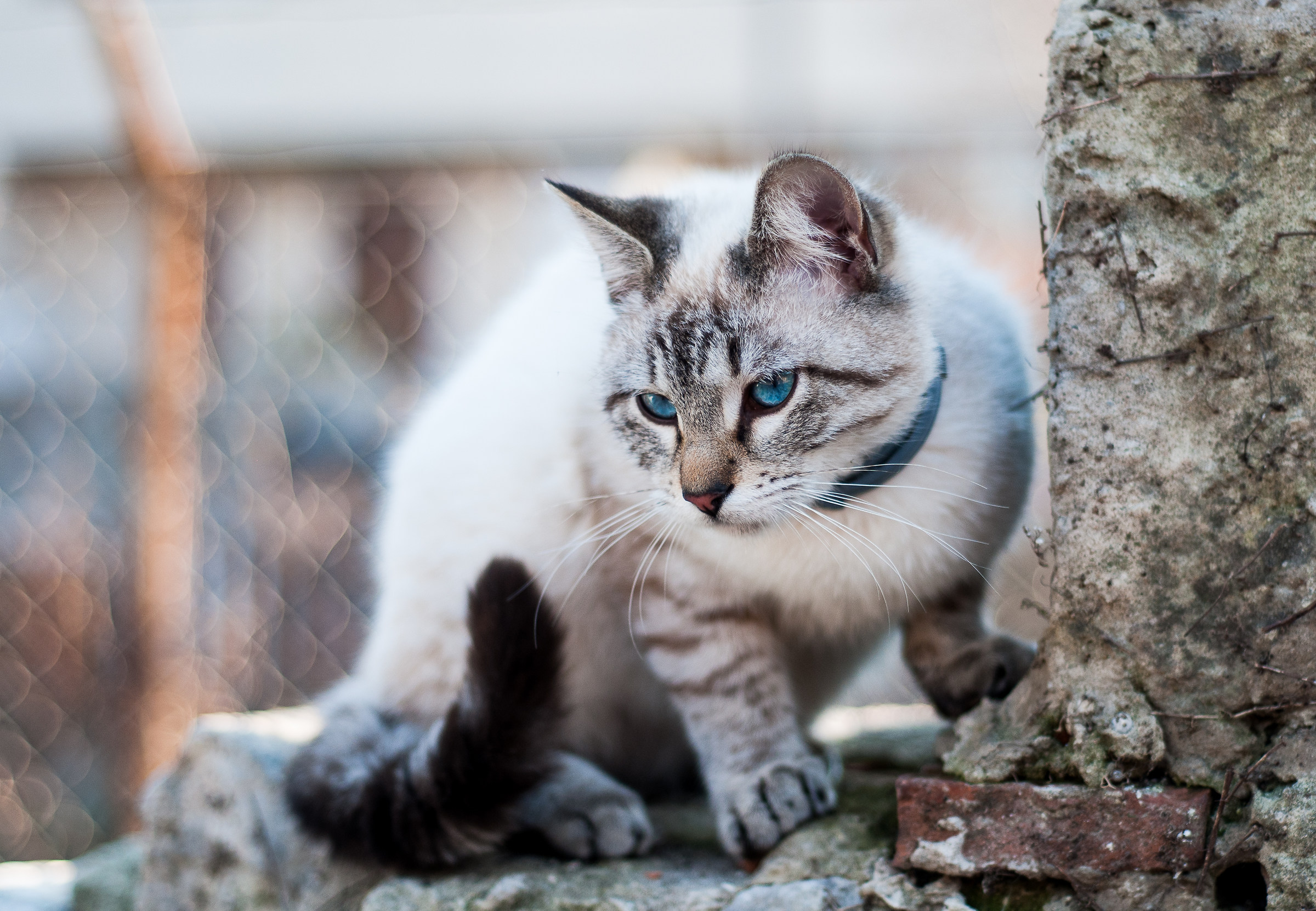 Il predatore di Mezzane